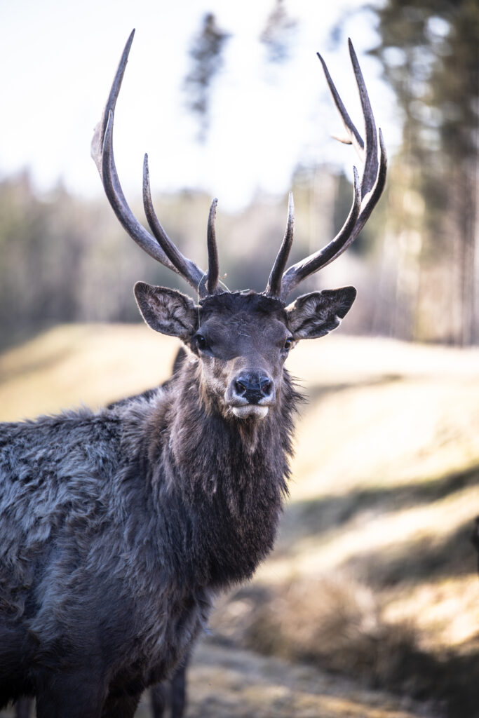 Hirsch im Tierpark Tatzmania in Löffingen