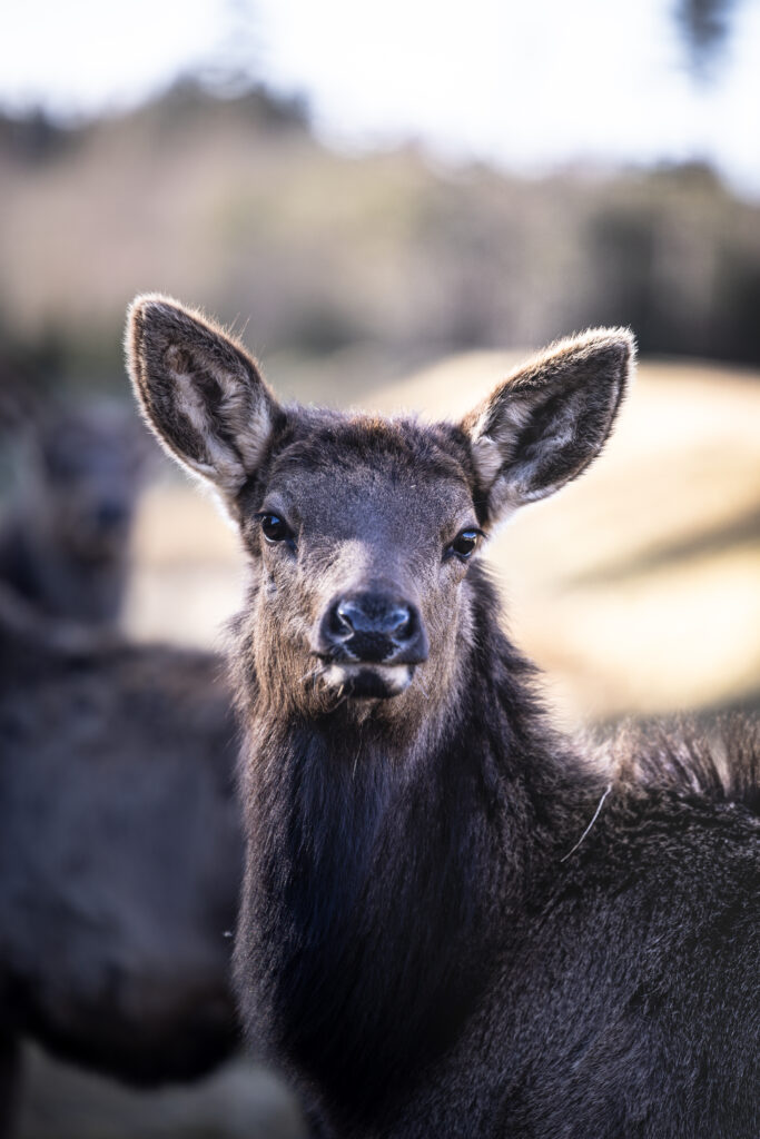 Hirschkuh im Tierpark Tatzmania in Löffingen