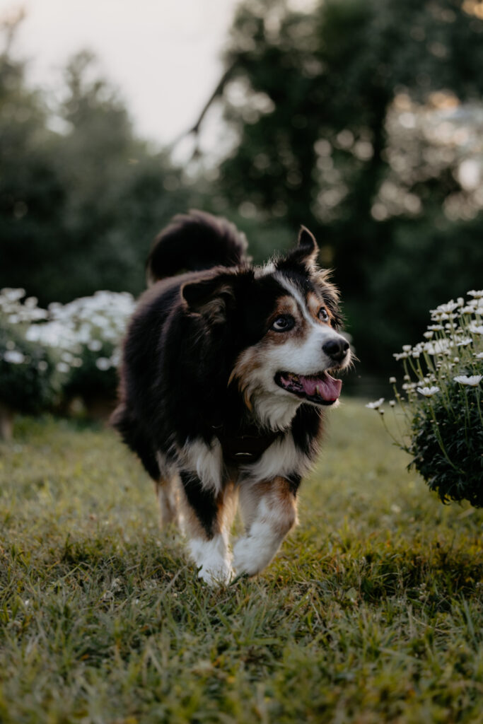 Hund läuft den Gang zum Traubogen entlang.