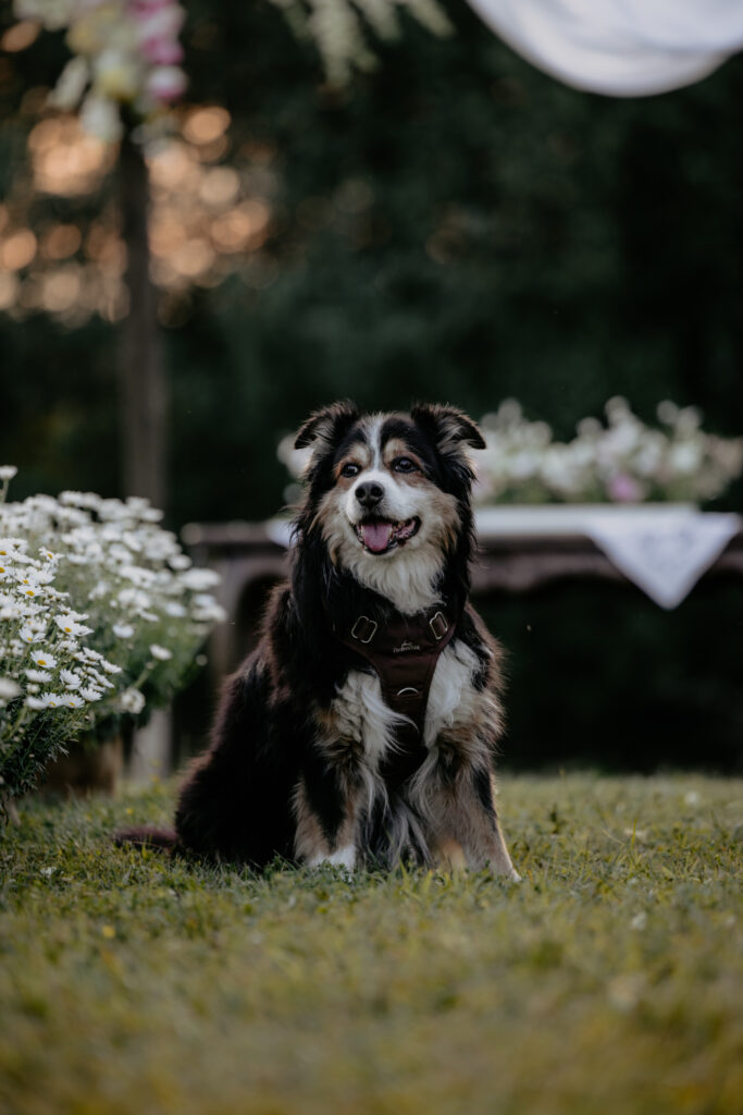 Hund sitzt vor dem mit Blumen geschmückten Trauben.